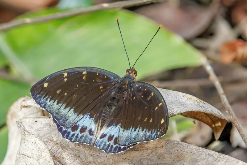 A dark butterfly with blue and orange markings rests on a dry leaf in a forest near Luang Prabang.