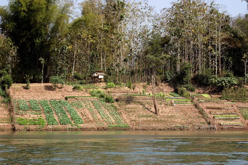 Terraced riverside vegetable gardens and a small hut line the bank of the Nam Ou near Luang Prabang, Laos.