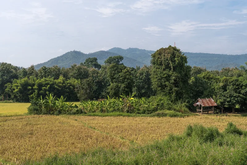 A golden rice field with a small thatched hut sits before forested hills near Luang Prabang.
