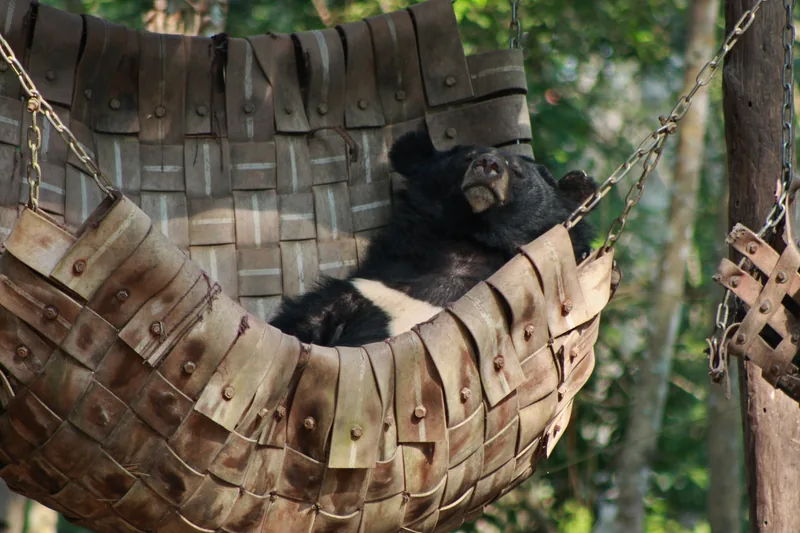 An Asiatic black bear naps upside down in a woven hammock at a Luang Prabang rescue centre.