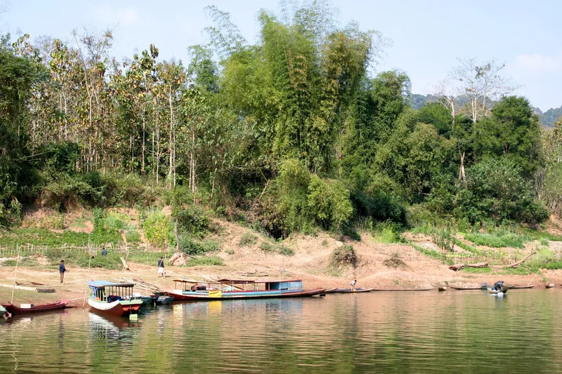 Long-tail boats moored along a riverbank with bamboo groves near Luang Prabang, Laos.