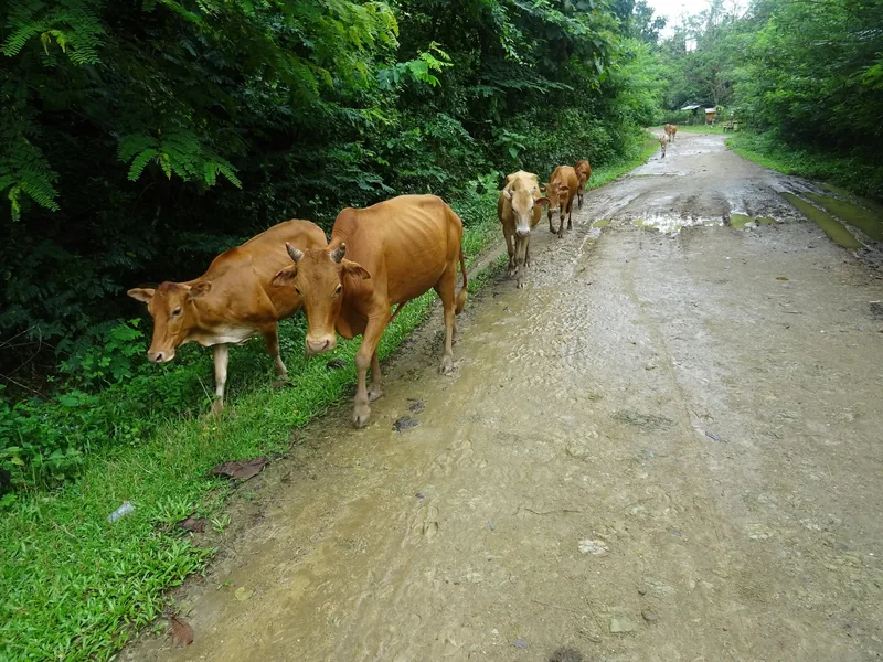A small herd of brown cows walks along a muddy rural road near Muang Ngoi Neua, Laos.