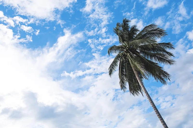 A tall coconut palm tree stands against a bright blue sky with fluffy white clouds in Luang Prabang.