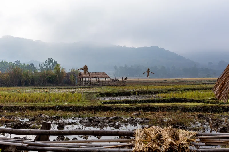 A misty rice paddy field with a thatched hut and scarecrow near mountains outside Luang Prabang, Laos.