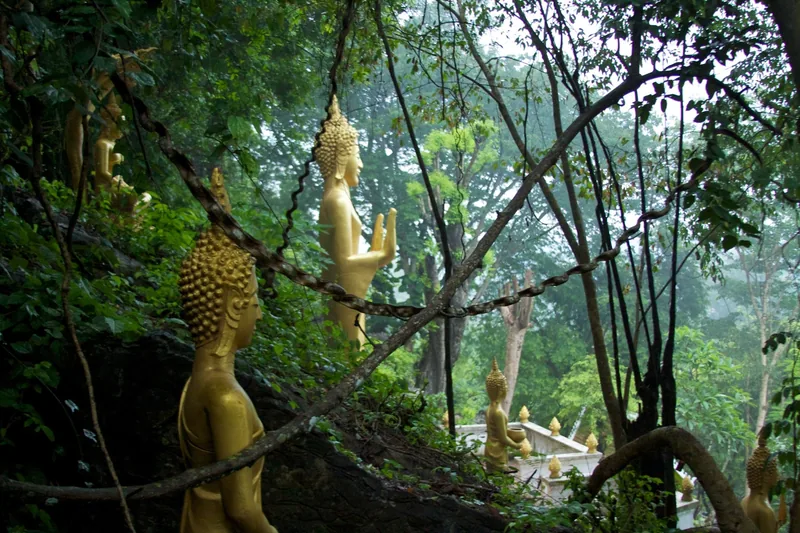 Golden Buddha statues line a misty forested hillside path in Luang Prabang.