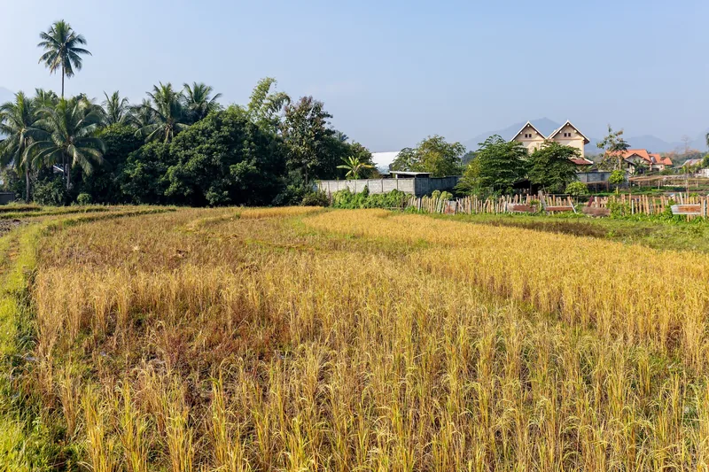 A golden rice paddy ready for harvest stretches toward palm trees and village houses on the edge of Luang Prabang. A golden rice paddy ready for harvest stretches toward palm trees and village houses on the edge of Luang Prabang.