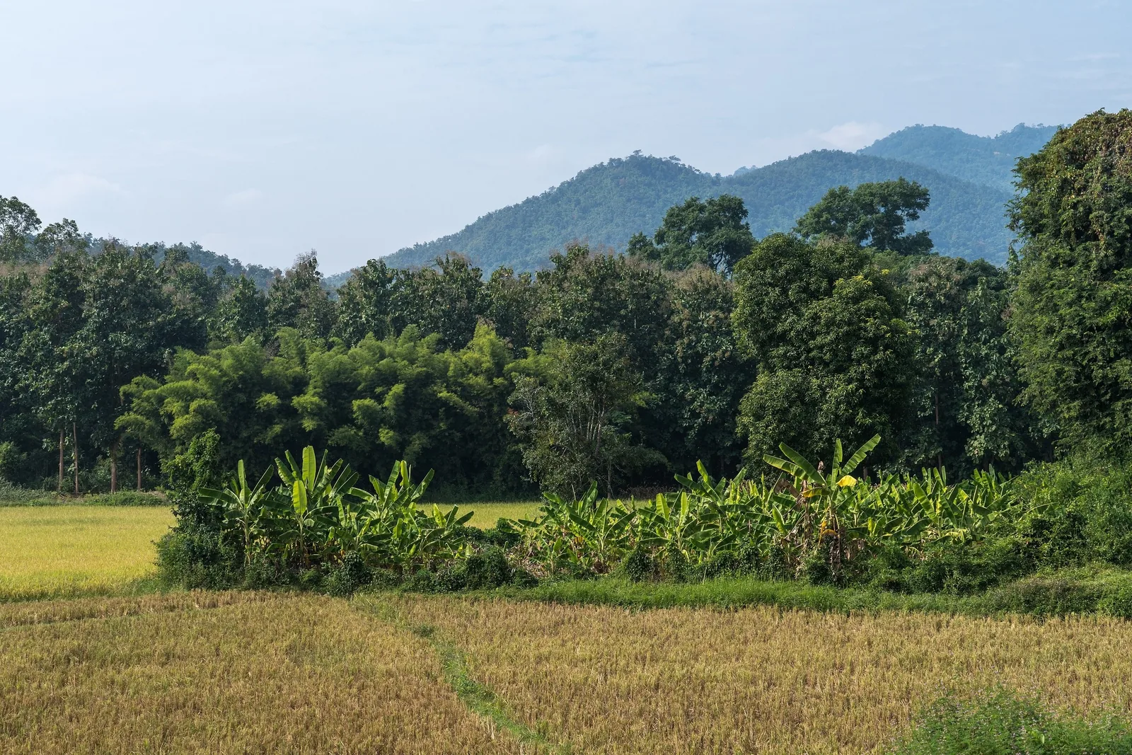 Golden rice fields and banana trees border a bamboo grove with forested mountains behind in Luang Prabang province. Golden rice fields and banana trees border a bamboo grove with forested mountains behind in Luang Prabang province.